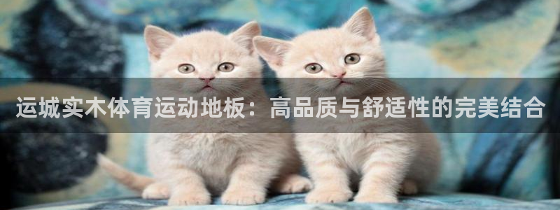 逐梦国际2登录地址：运城实木体育运动地板：高品质与舒适性的完美结合