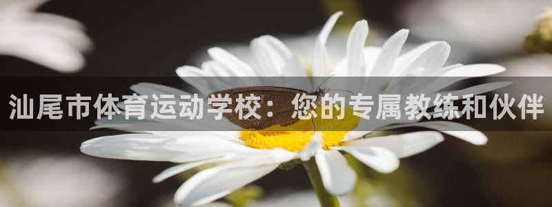 逐梦国际4登录：汕尾市体育运动学校：您的专属教练和伙伴